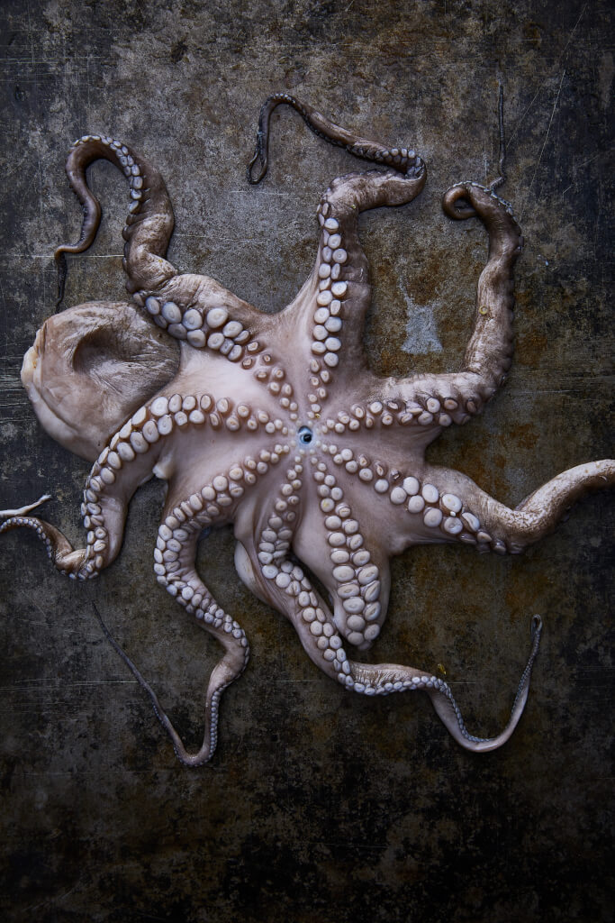 Kitchen Guerilla | Was ist der Plural von Oktopus?